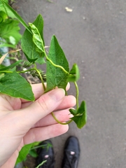 Convolvulus arvensis