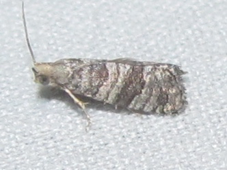 Corticivora clarki