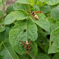 Paranthrene robiniae