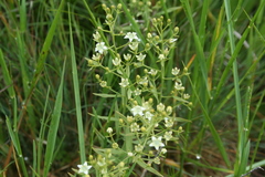 Thesium linophyllon