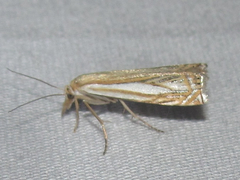 Crambus saltuellus