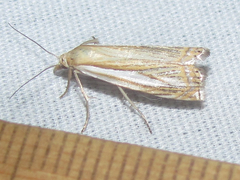 Crambus saltuellus