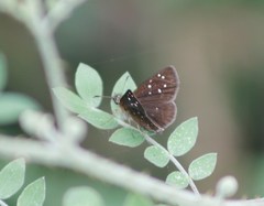 Piruna penaea