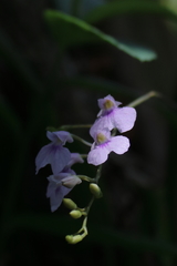 Ionopsis utricularioides