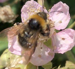 Bombus hortorum