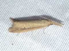 Donacaula