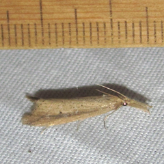 Donacaula