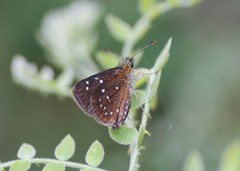 Piruna penaea
