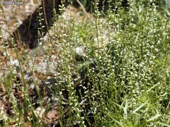 Anarrhinum forskaohlii