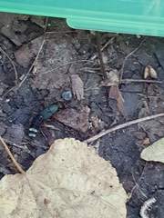 Platydracus fulvipes