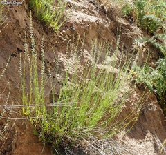 Anarrhinum forskaohlii