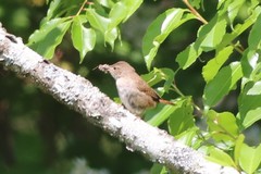 Troglodytes aedon aedon