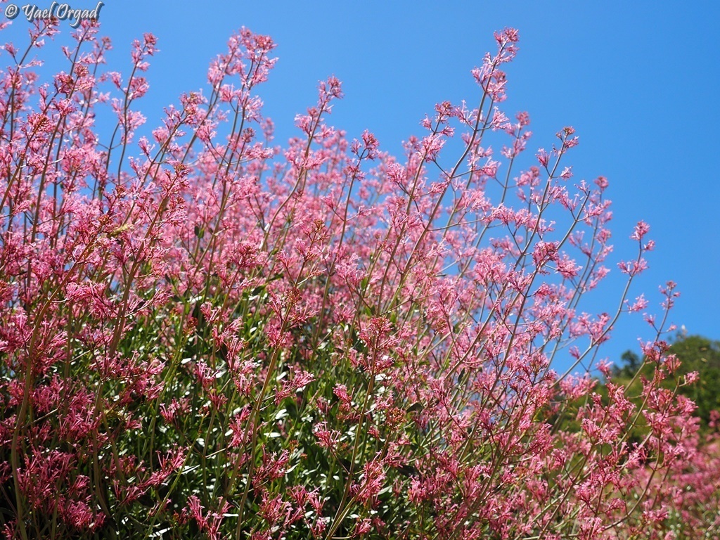 Long-flowered Spur-valerian