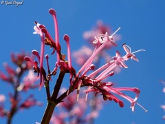 Centranthus longiflorus