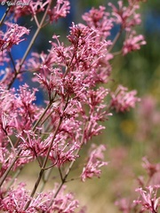 Centranthus longiflorus