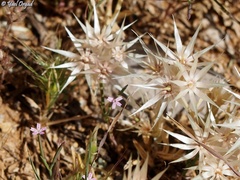 Chardinia orientalis