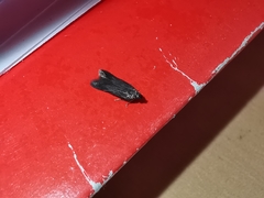 Monochroa conspersella