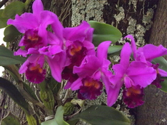 Cattleya labiata