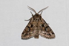 Pachetra sagittigera