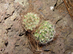 Mammillaria mathildae