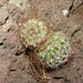 Mammillaria mathildae - Photo (c) Opuntia Cadereytensis, some rights reserved (CC BY-NC), uploaded by Opuntia Cadereytensis