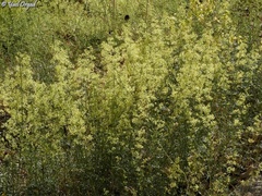 Galium libanoticum