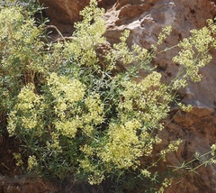 Galium libanoticum