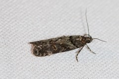 Teleiopsis diffinis