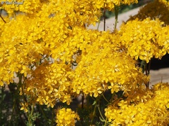 Hypericum scabrum