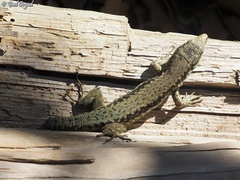 Phoenicolacerta kulzeri