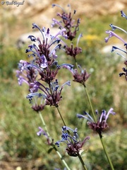 Nepeta cilicia
