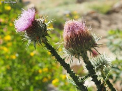 Onopordum floccosum