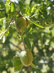 Prunus korschinskii