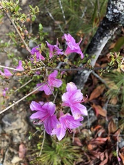 Rhododendron noriakianum