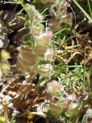 Scutellaria utriculata
