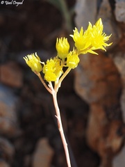 Petrosedum amplexicaule