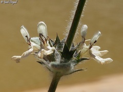 Stachys libanotica