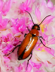 Nemognatha scutellaris