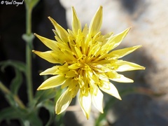 Tragopogon buphthalmoides