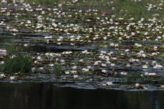 Nymphaea odorata tuberosa