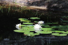 Nymphaea odorata tuberosa