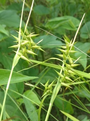 Carex lonchocarpa