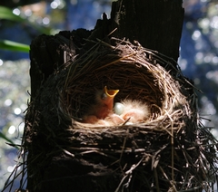 Turdus pilaris
