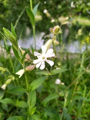 Silene latifolia alba