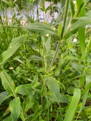 Silene latifolia alba