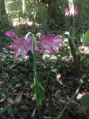 Hippeastrum reticulatum
