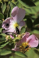 Acmaeodera connexa