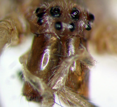 Tetragnatha versicolor