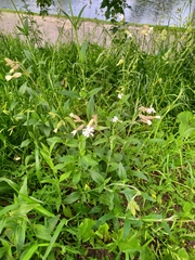 Silene latifolia alba