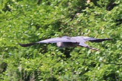 Ardea herodias herodias